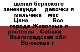 щенки бернского зененхунда. 2 девочки и 2 мальчика(2 мес.) › Цена ­ 22 000 - Все города Животные и растения » Собаки   . Волгоградская обл.,Волжский г.